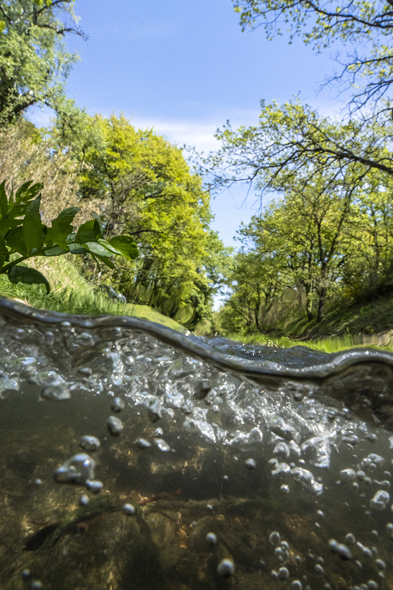 Une photo de l'exposition : Vue sous l'eau et hors d'eau