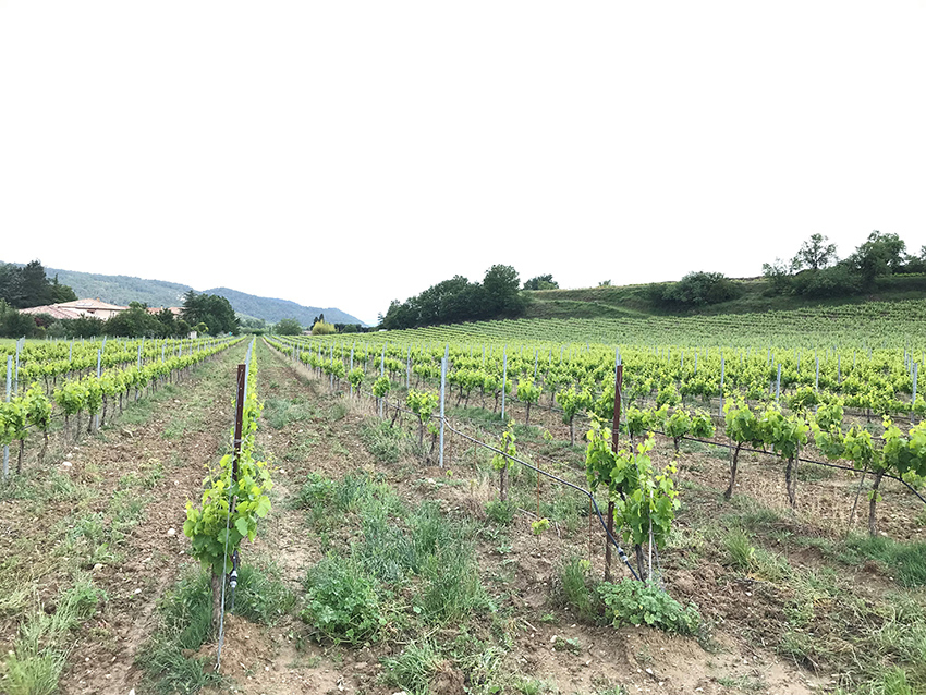 Vue sur une vigne - Agrandir l'image (fenêtre modale)