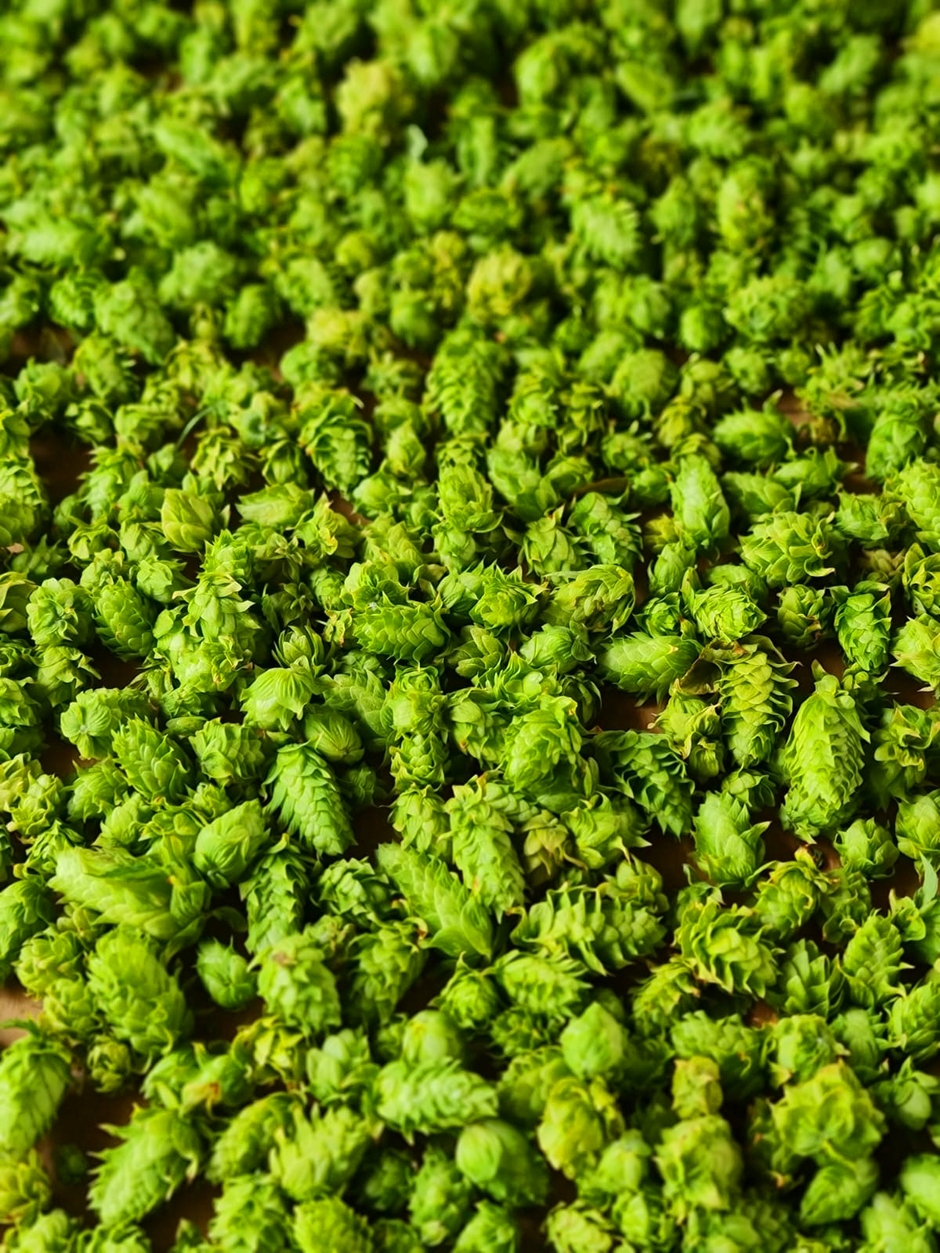 Les cônes de houblon sont utilisés dans la fabrication de la bière (photo Cabanon du Papi).  - Agrandir l'image (fenêtre modale)