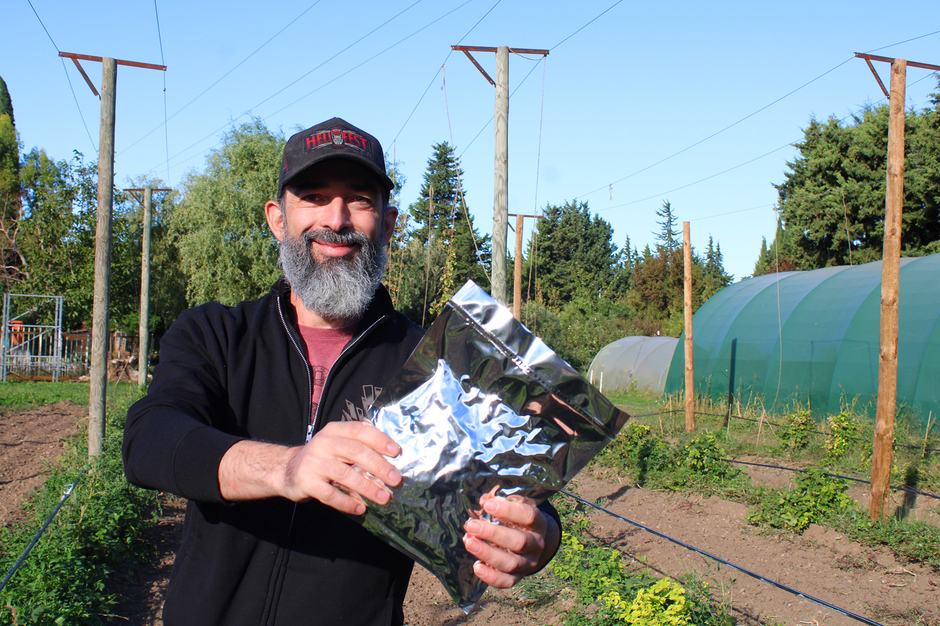 Olivier Blarquez vend son houblon mis sous vide à plusieurs brasseries locales. - Agrandir l'image (fenêtre modale)