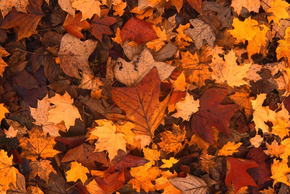 Des feuilles aux couleurs d'automne - Agrandir l'image, fenêtre modale