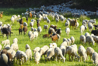 Un troupeau de moutons - Agrandir l'image (fenêtre modale)