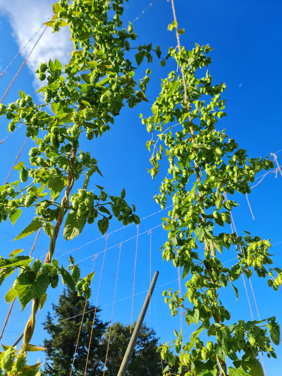 Le houblon est une plante grimpante. Les lianes peuvent atteindre plusieurs mètres de haut (photo Cabanon du Papi).  - Agrandir l'image (fenêtre modale)