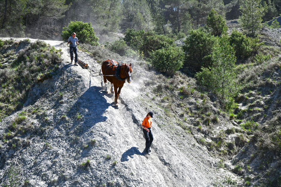 Certains troncs pèsent jusqu’à 900 kg. - Agrandir l'image (fenêtre modale)