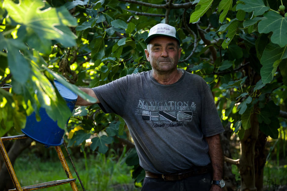 Alain Jabouin cultive encore aujourd’hui les figuiers plantés à la fin des années vingt par son grand-père. - Agrandir l'image (fenêtre modale)